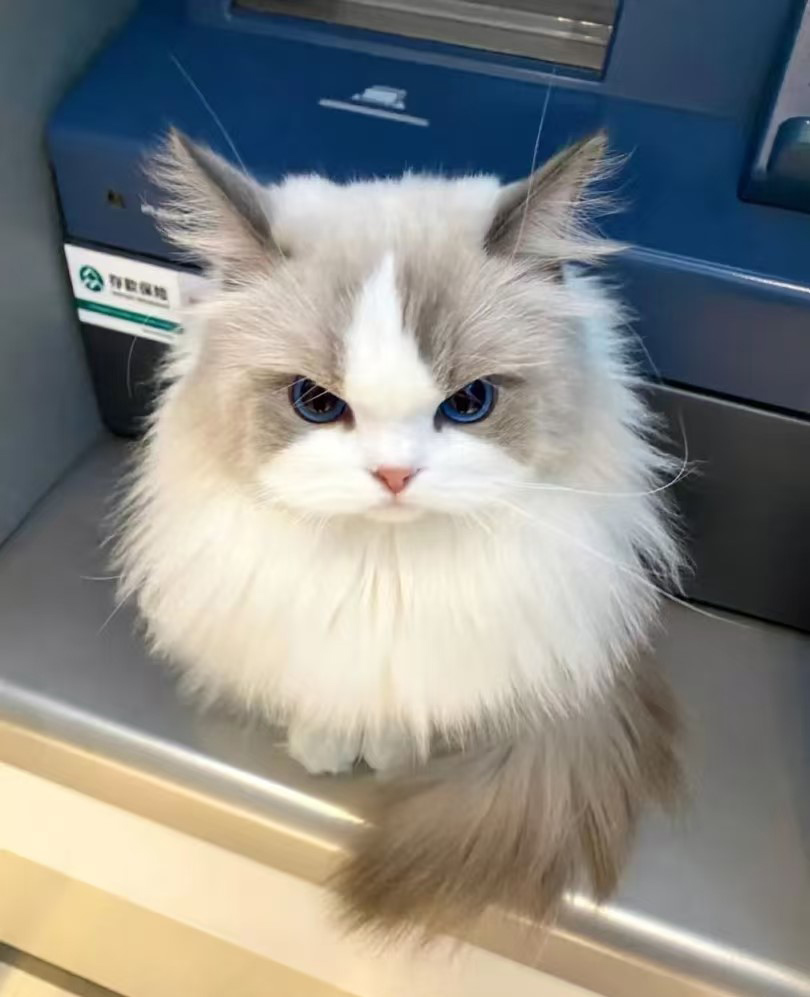 Защо котките имат склонност към високи места?